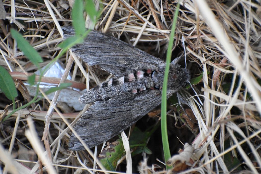 Falena da identificare - Agrius convolvuli