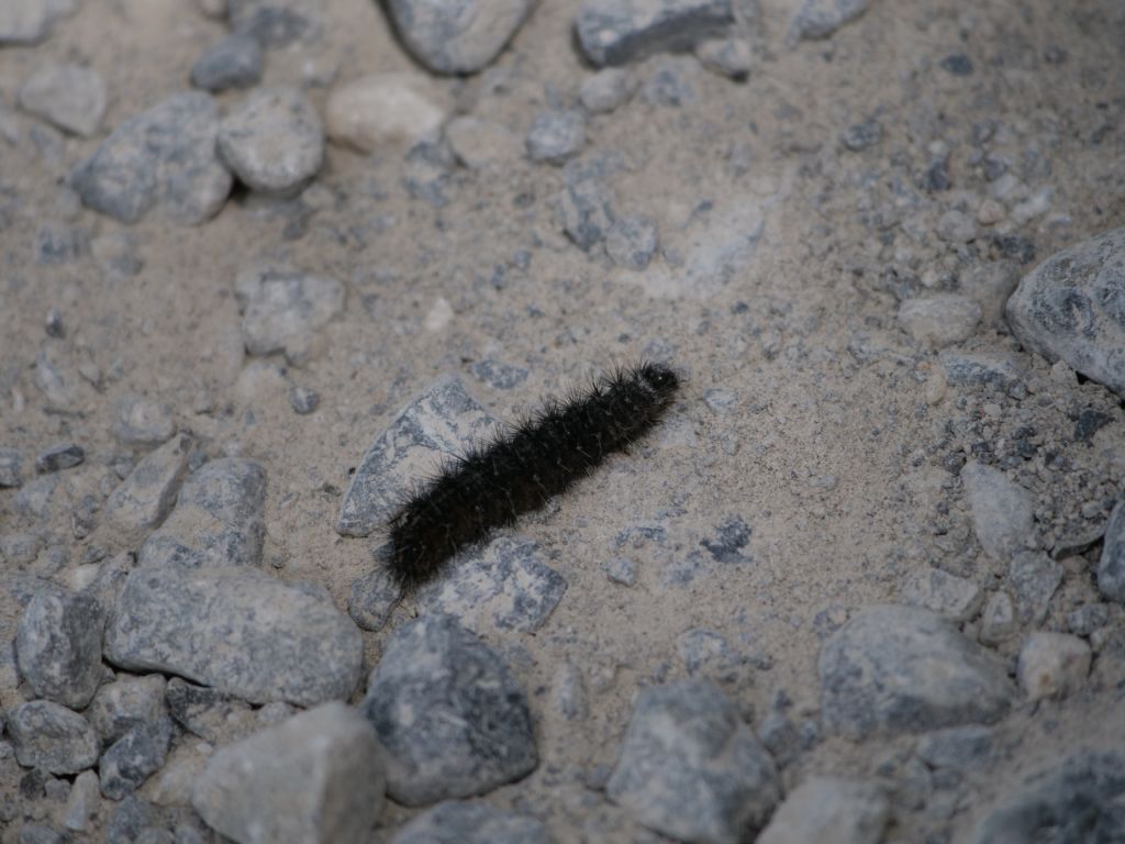 Bruco da identificare