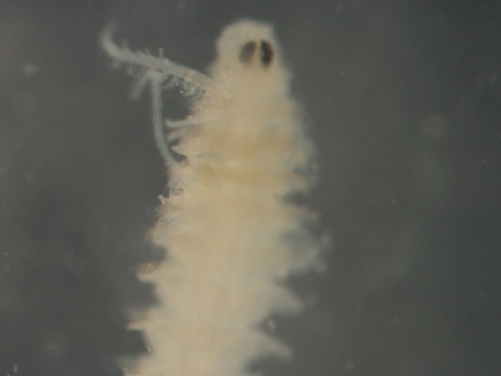 Policheta sconosciuto???????????aiutooooooooo