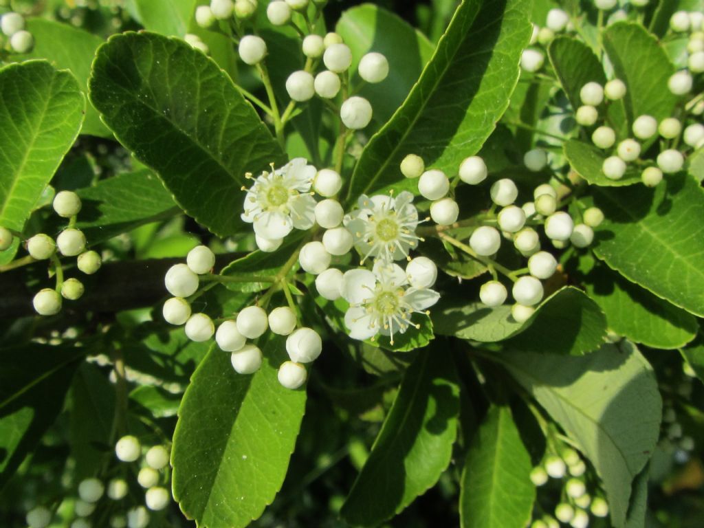 Pyracantha crenulata (= P. rogersiana) / Agazzino crenulato