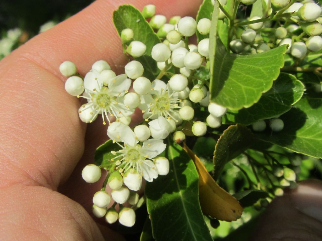 Pyracantha crenulata (= P. rogersiana) / Agazzino crenulato