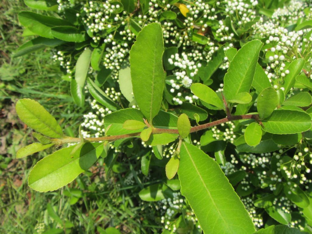 Pyracantha crenulata (= P. rogersiana) / Agazzino crenulato