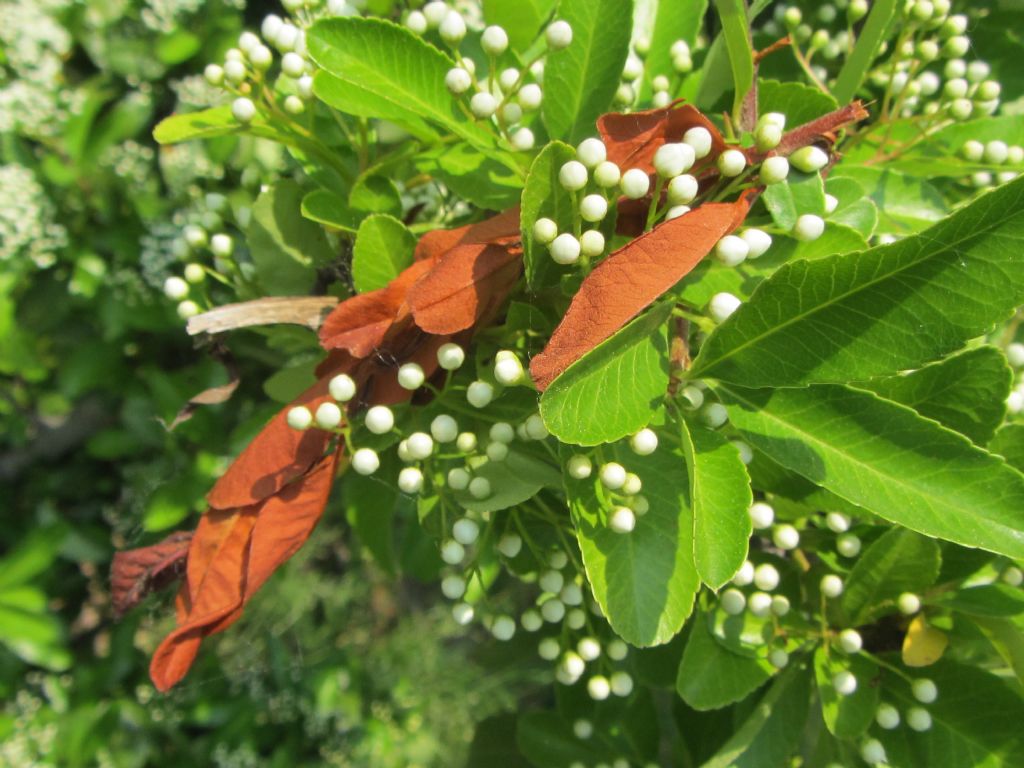 Pyracantha crenulata (= P. rogersiana) / Agazzino crenulato