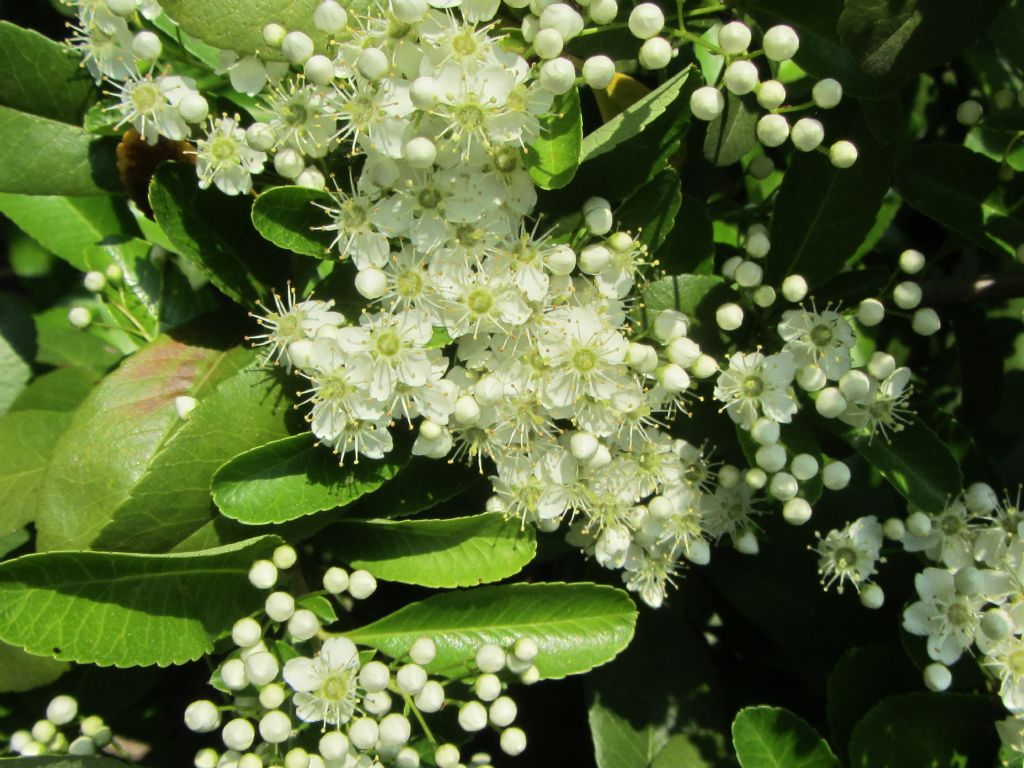Pyracantha crenulata (= P. rogersiana) / Agazzino crenulato