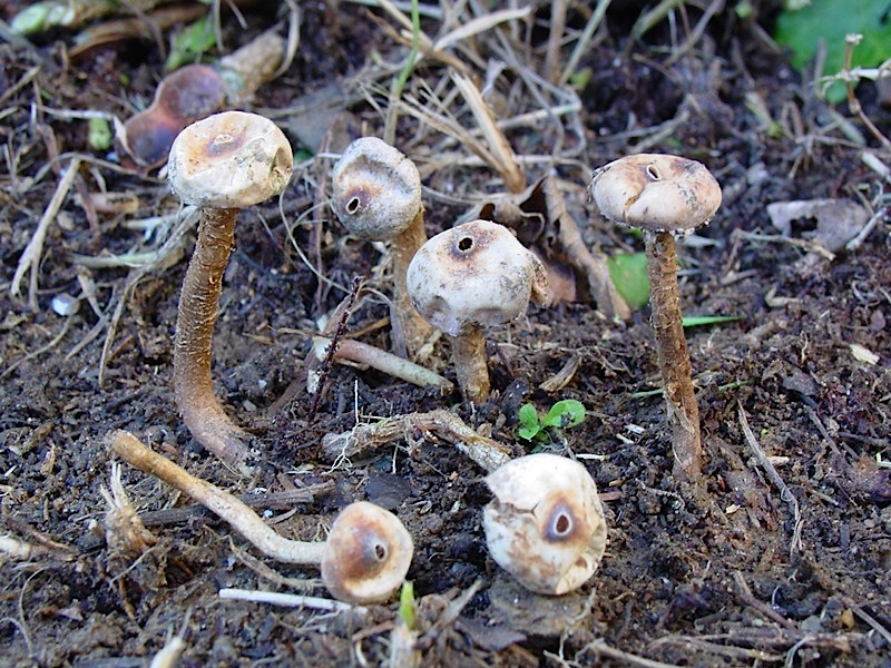 Tulostoma brumale