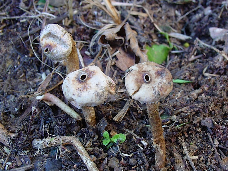 Tulostoma brumale