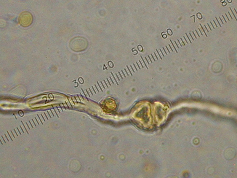 Tulostoma brumale