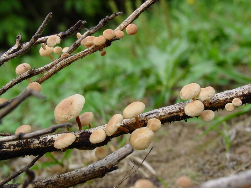 Piccolo fungo da id.