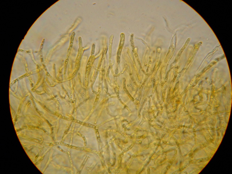Dacrymyces variisporus