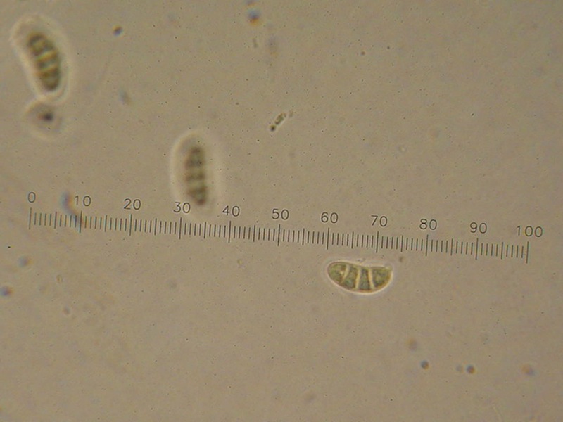Dacrymyces variisporus