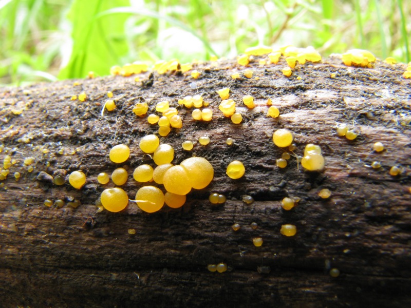 Dacrymyces variisporus