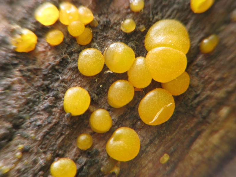 Dacrymyces variisporus