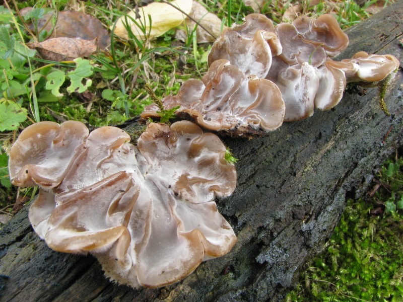 3) Fotogr. il 12.01.2014. sotto Quercia