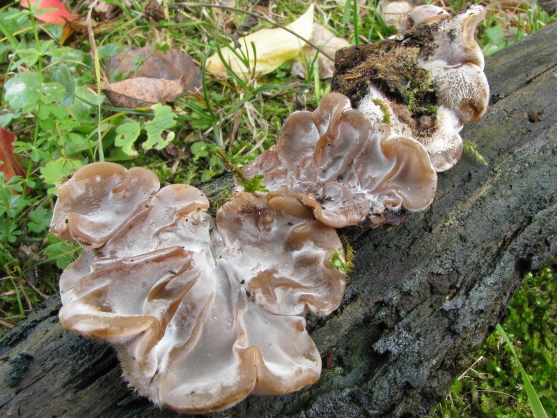 3) Fotogr. il 12.01.2014. sotto Quercia