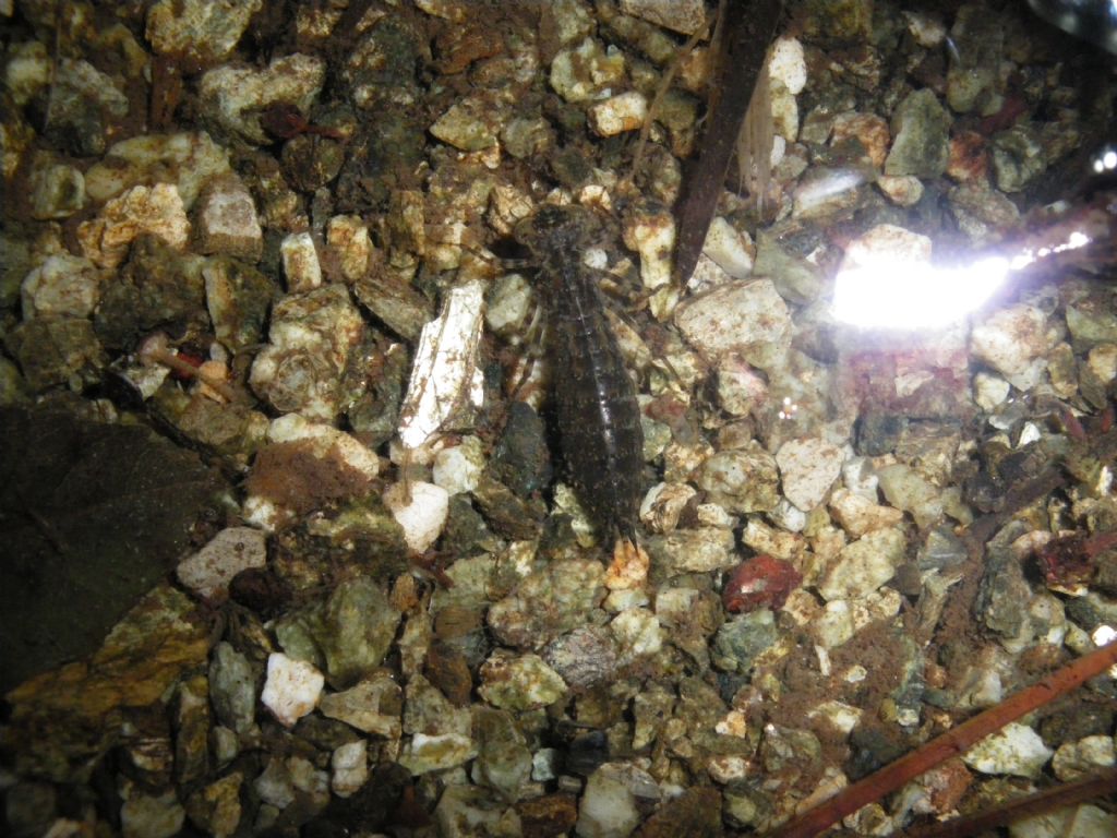 larve da id: Aeshna cyanea