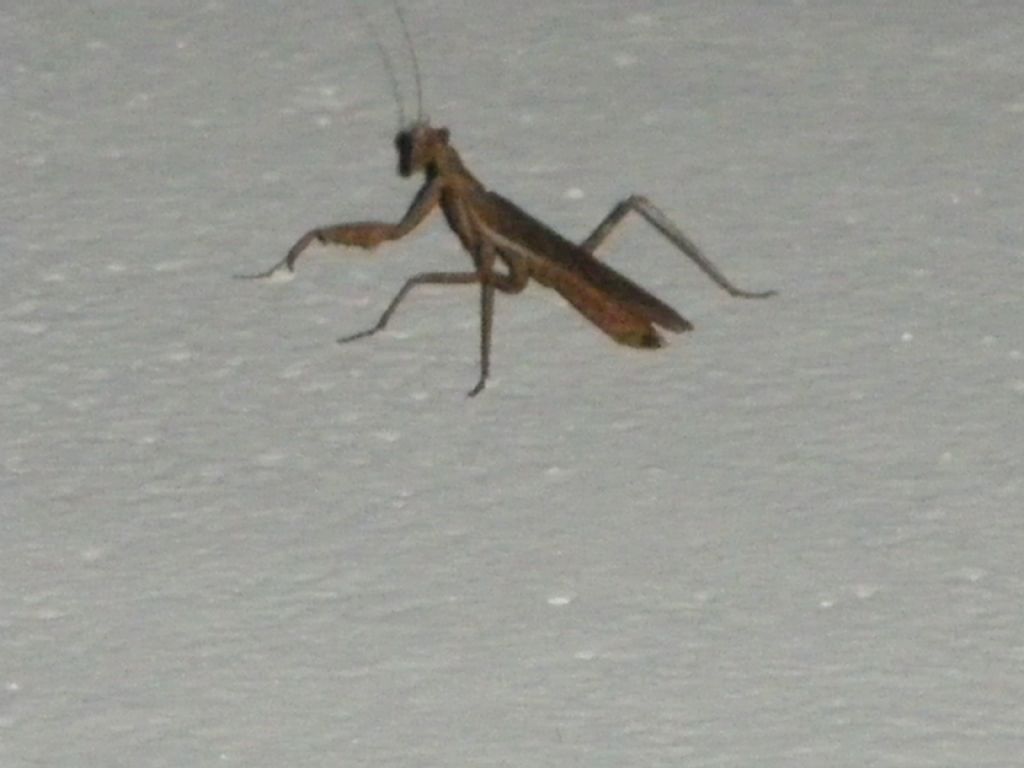 mantide da id