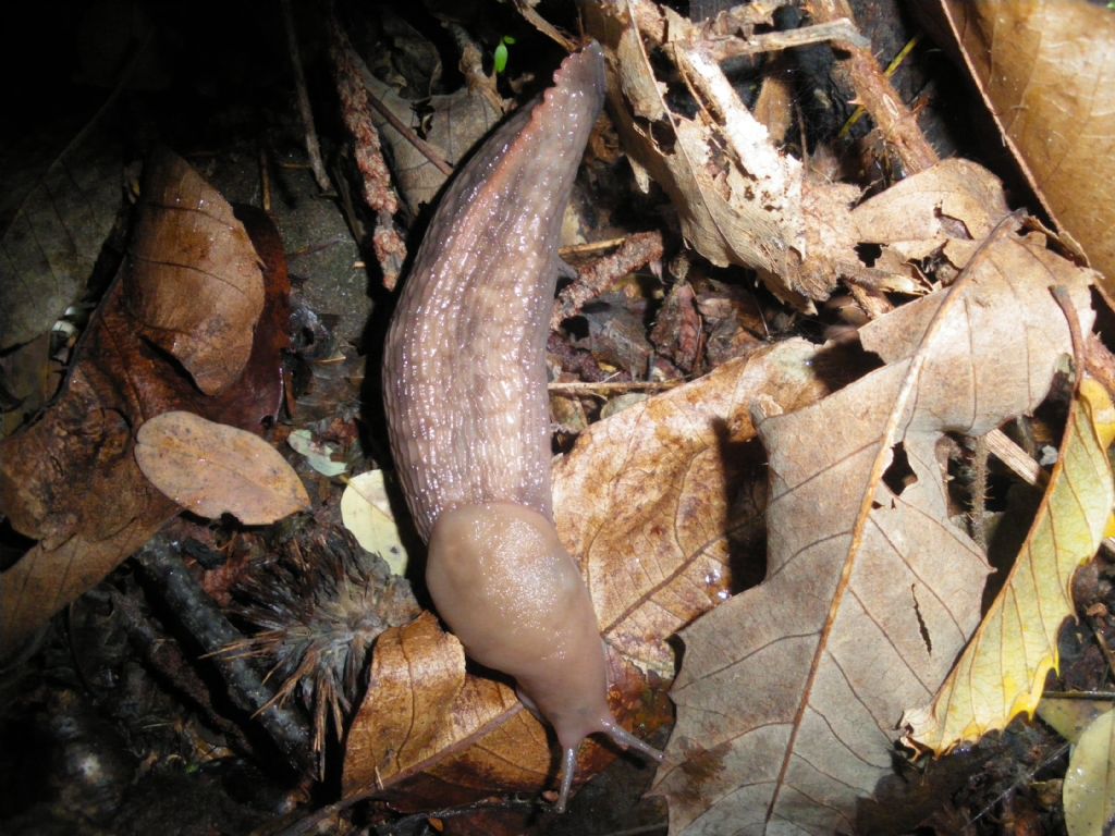 Limax aldrovandi Moquin-Tandon 1855 provincia Pistoia (PT)