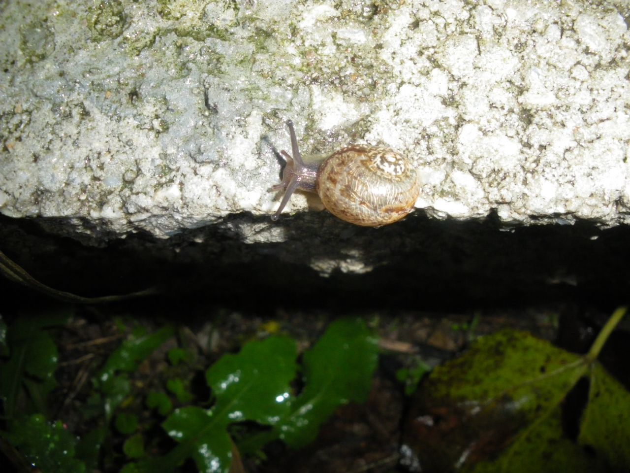 chiocciola da id