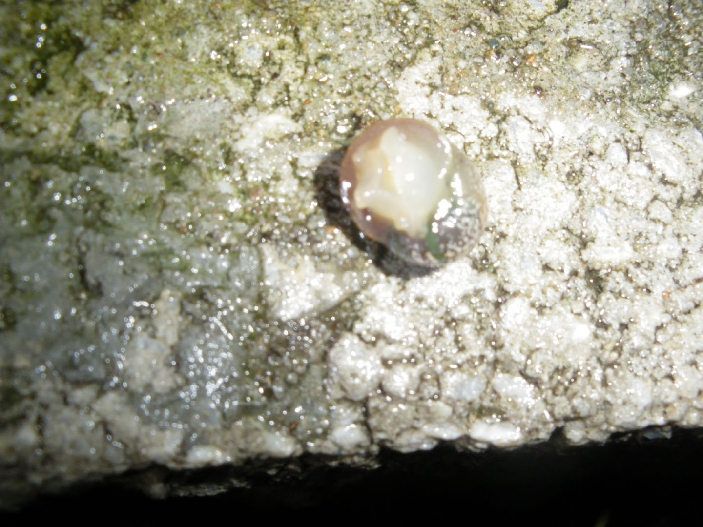 chiocciola da id