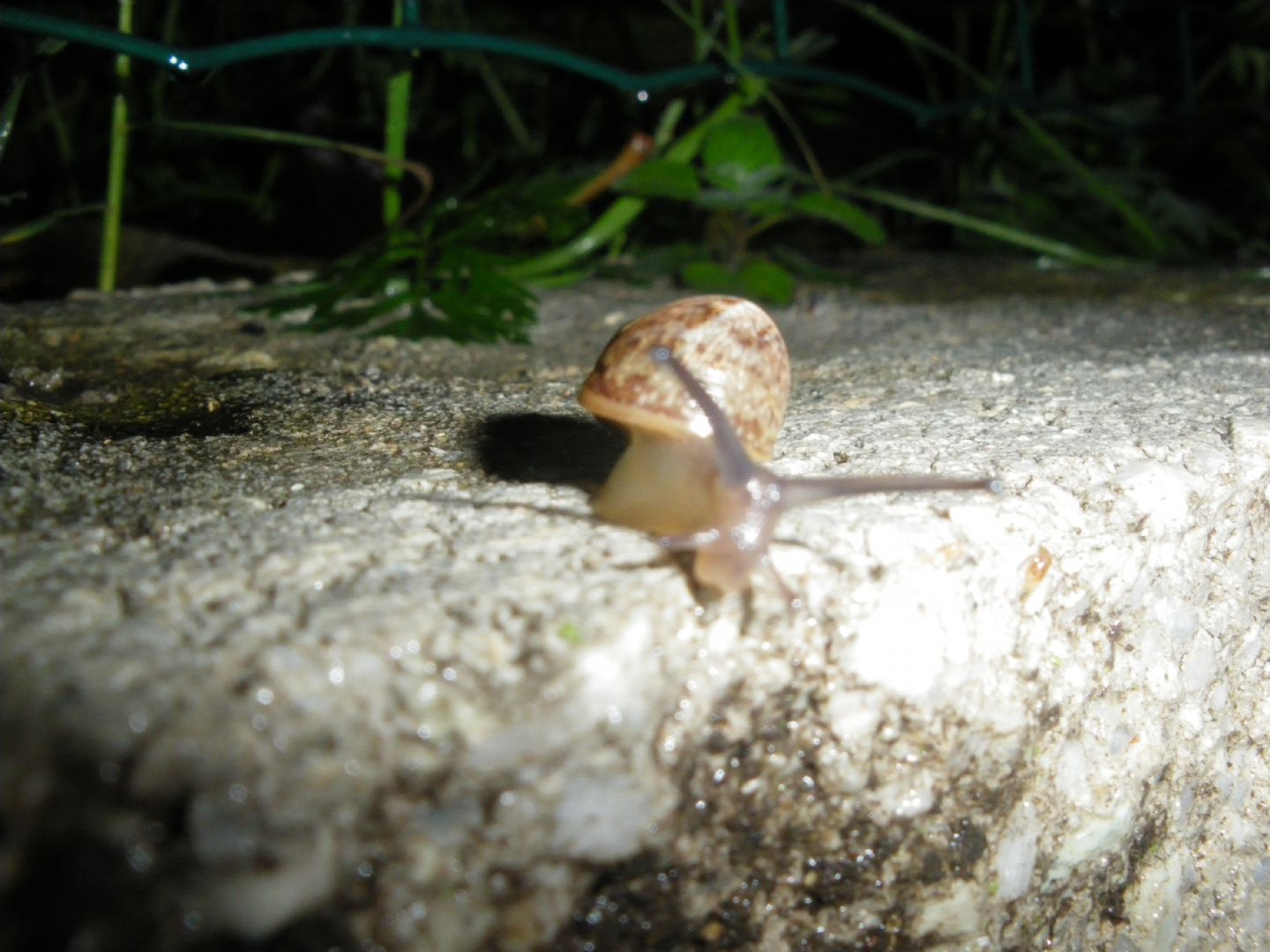 chiocciola da id
