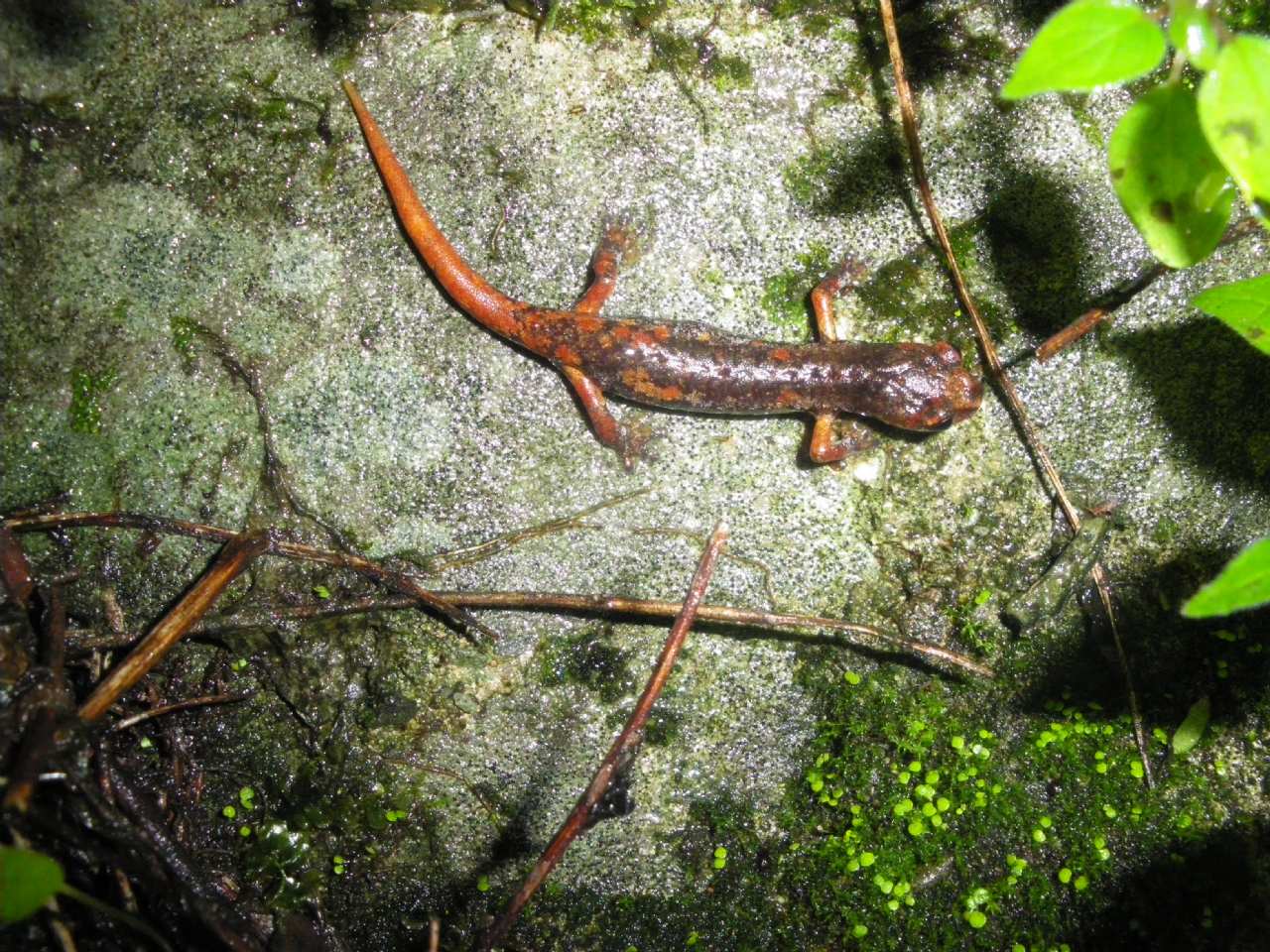 geotritoni - Hydromantes italicus