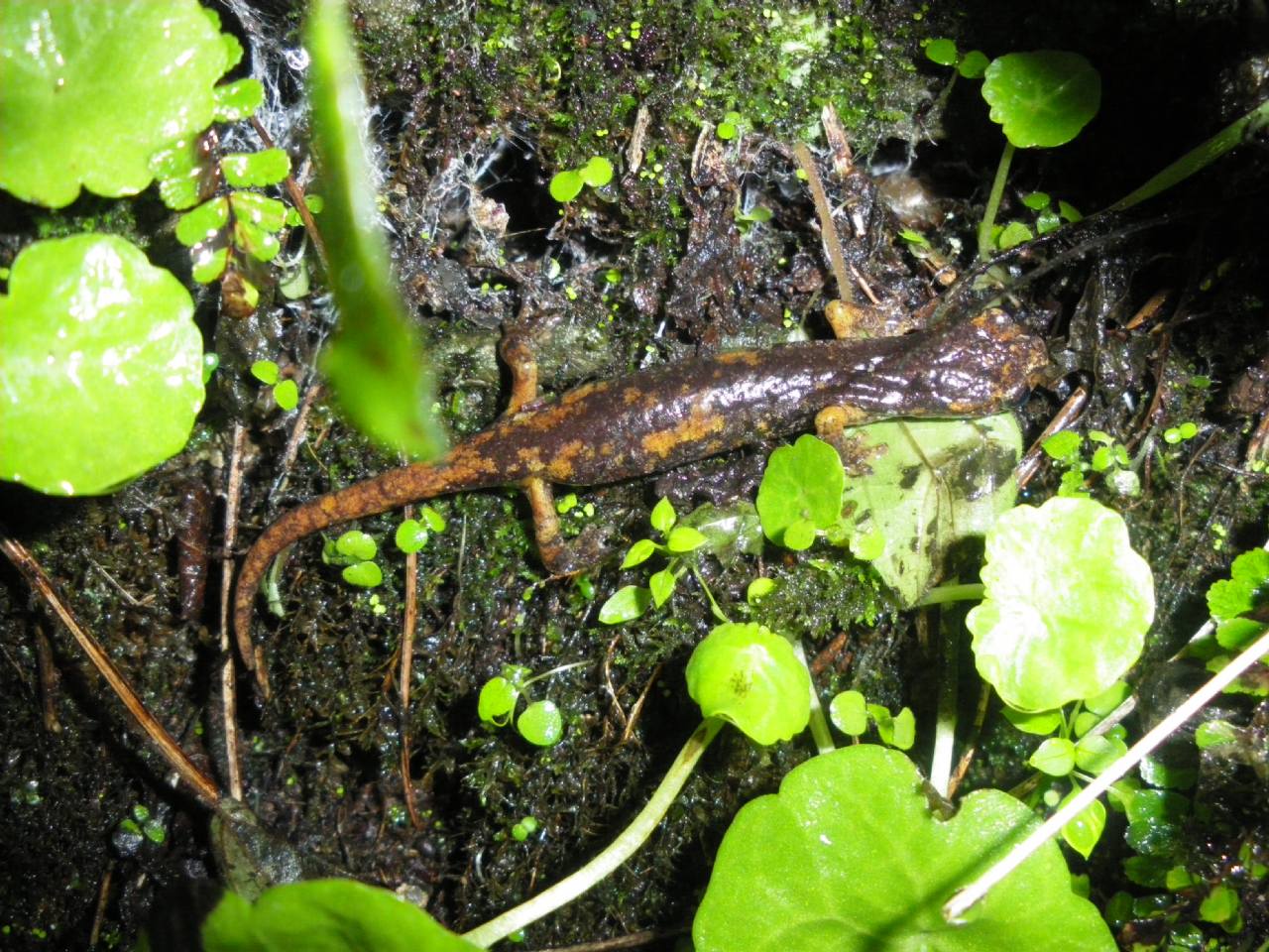 geotritoni - Hydromantes italicus