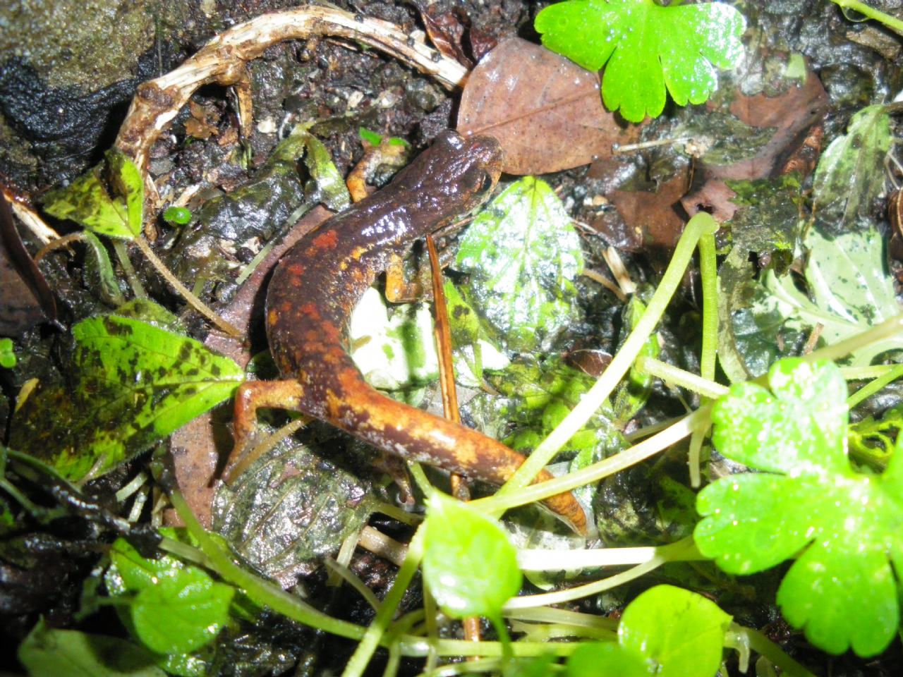 geotritoni - Hydromantes italicus