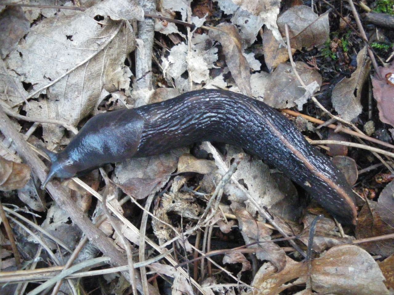 Limax aldrovandi Moquin-Tandon 1855 da Pistoia