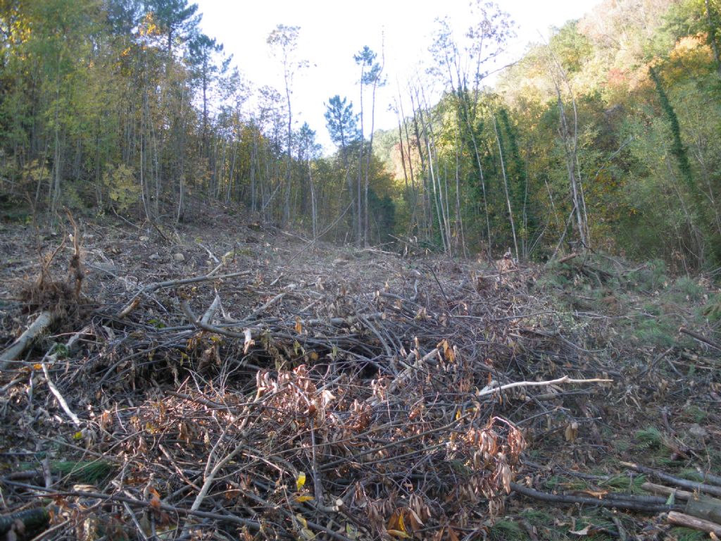 Taglio del bosco
