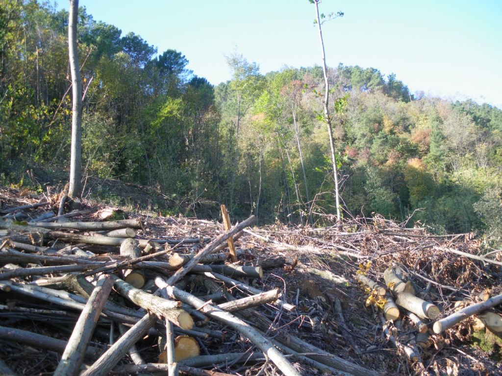 Taglio del bosco