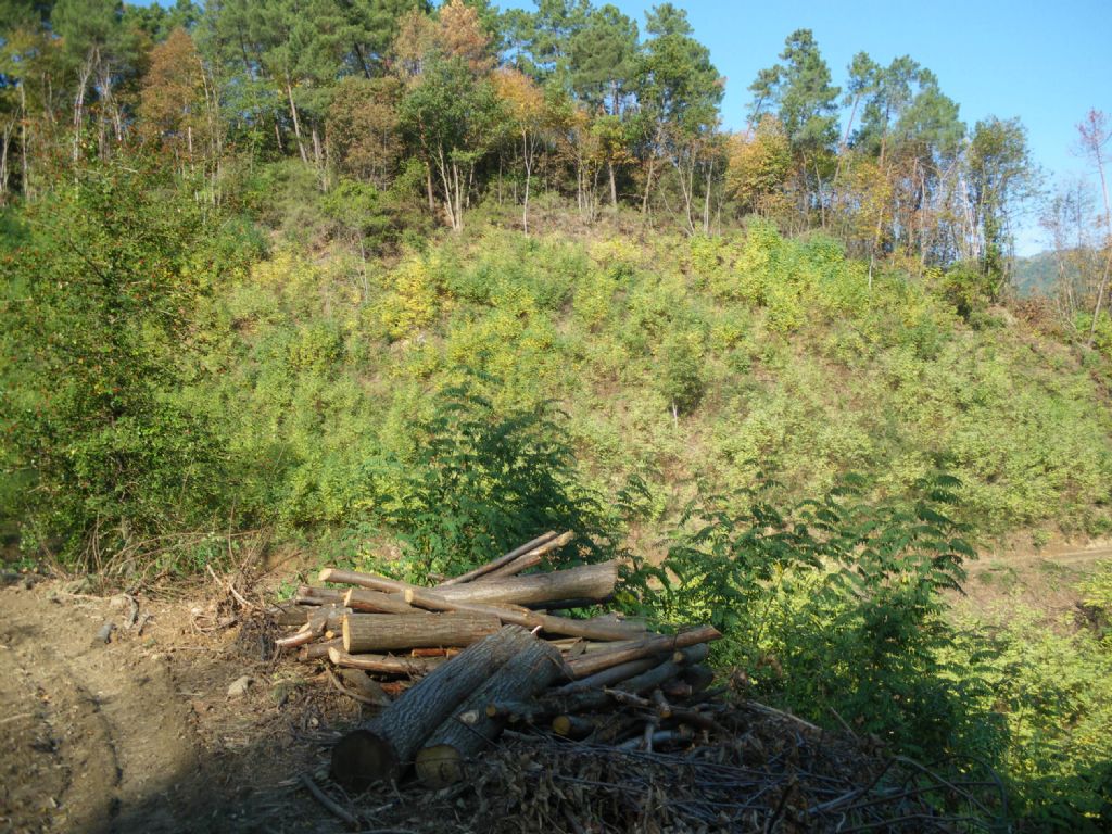 Taglio del bosco