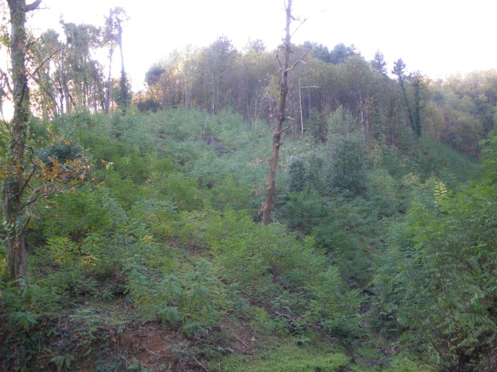 Taglio del bosco