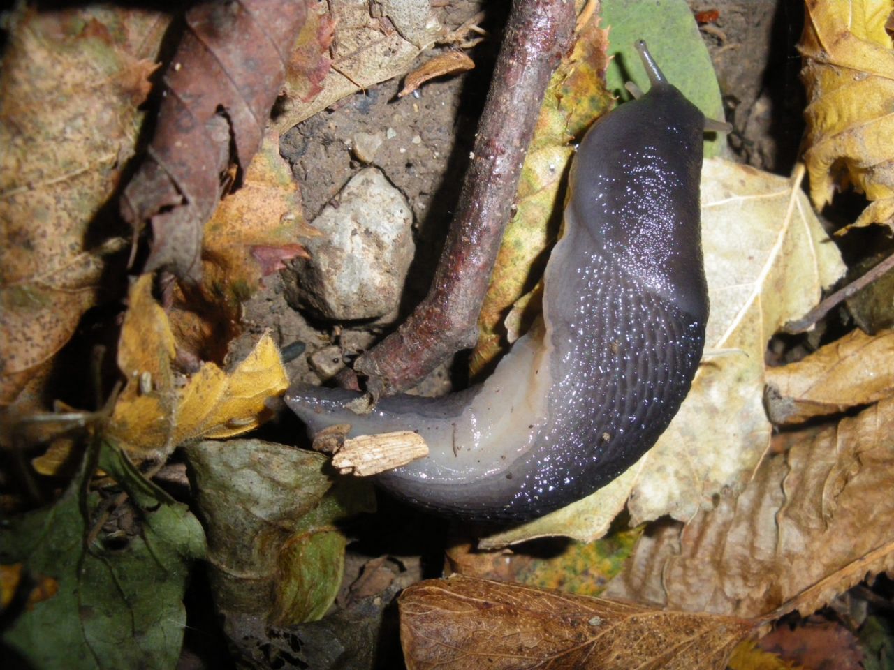 Limax aldrovandi Moquin-Tandon 1855 della comune di Montemurlo (PO)