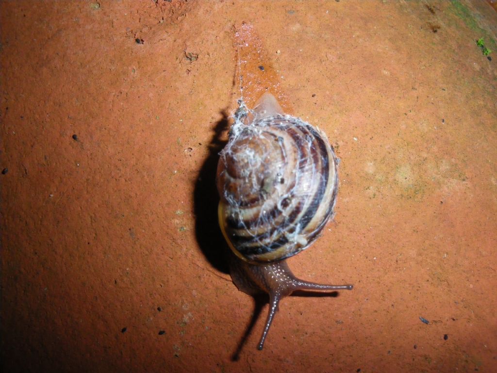 Eobania vermiculata?