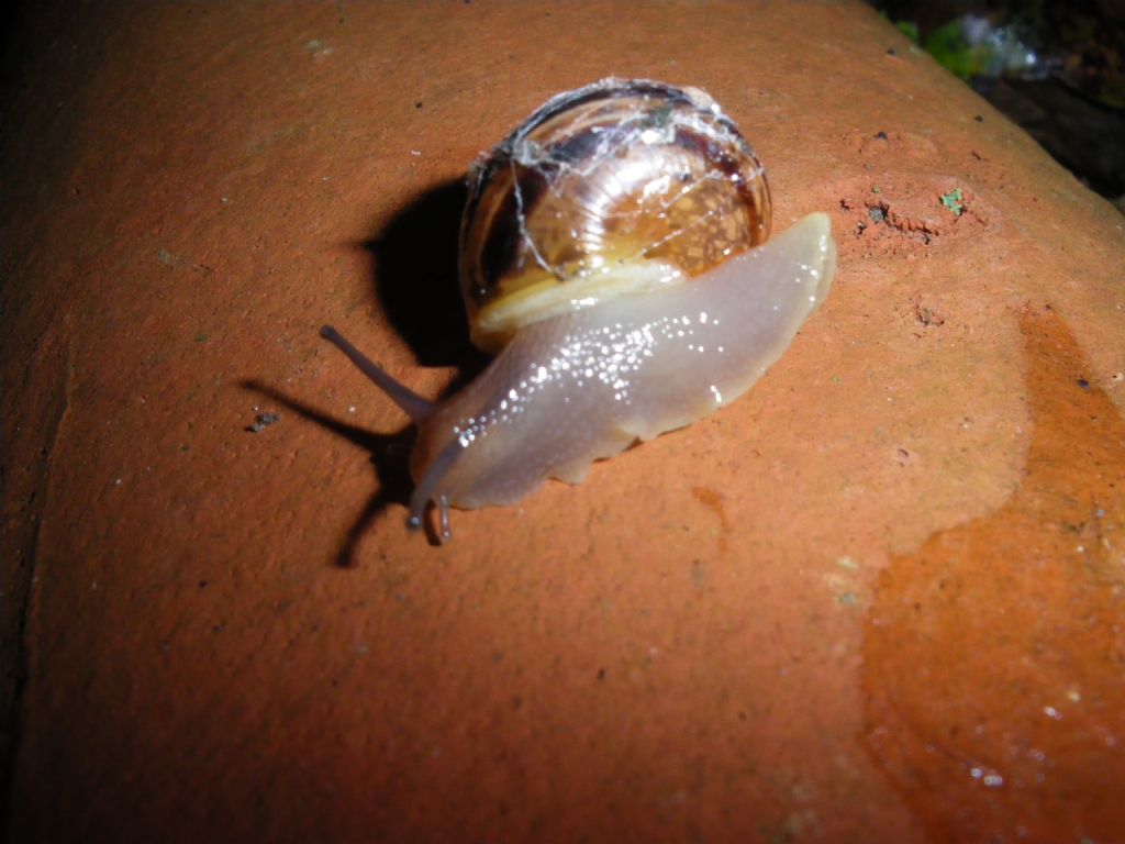 Eobania vermiculata?