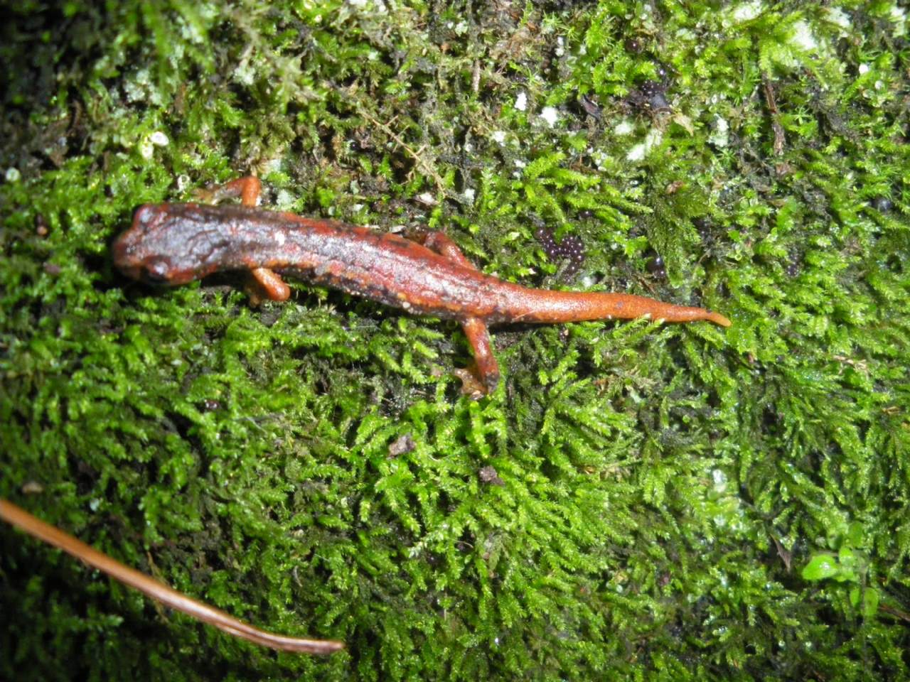 geotritoni - Hydromantes italicus