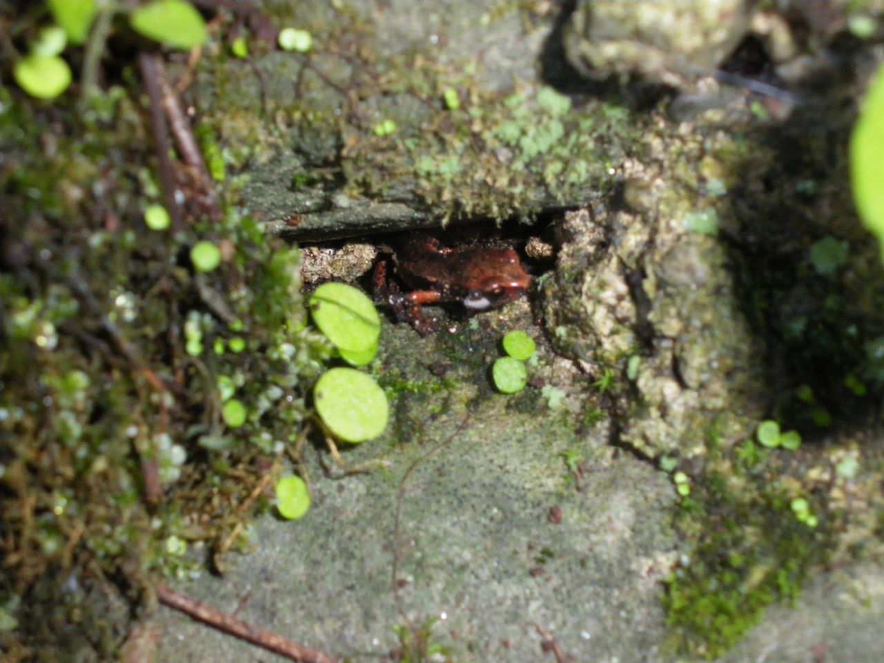 geotritoni - Hydromantes italicus