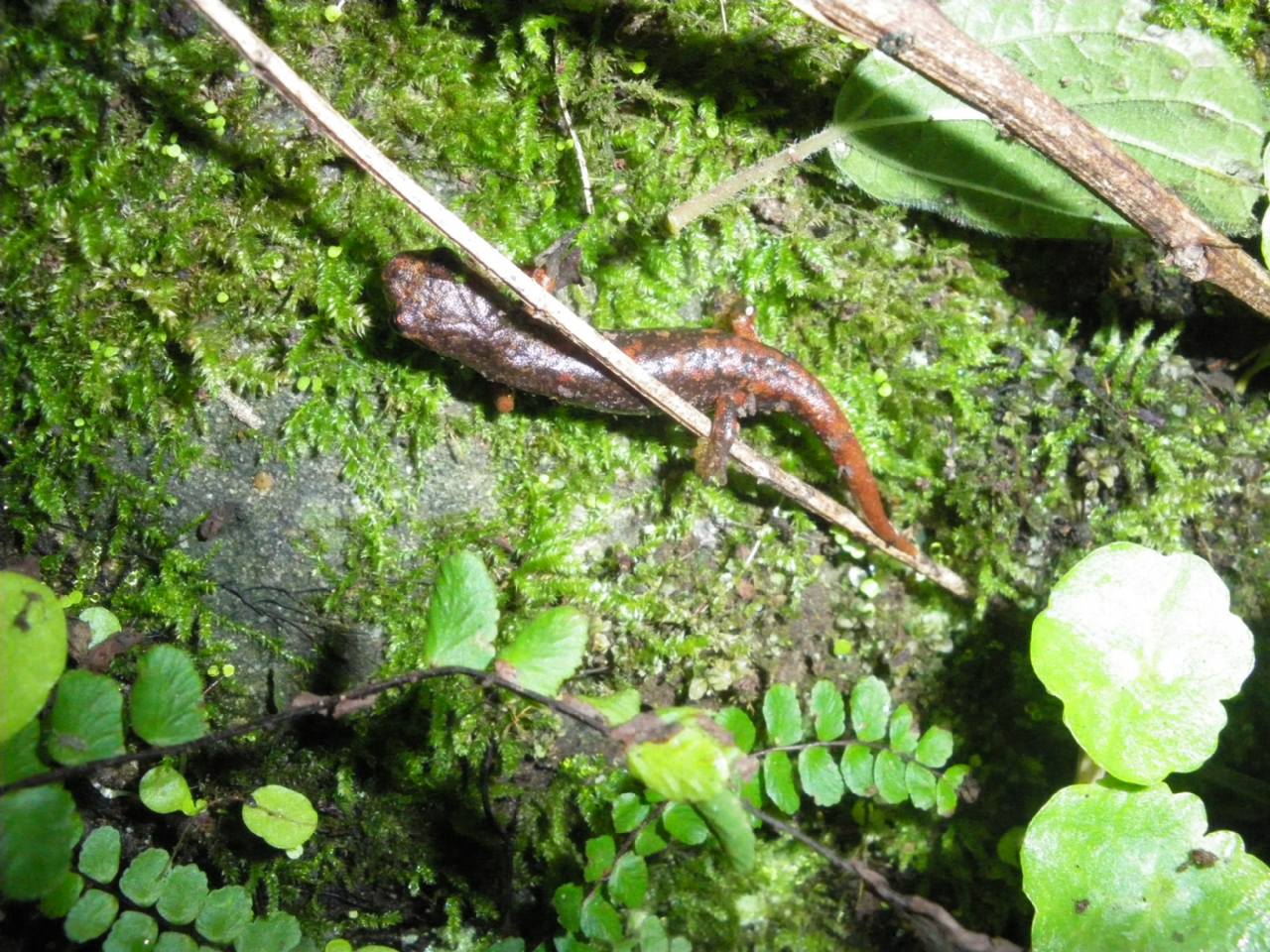 geotritoni - Hydromantes italicus