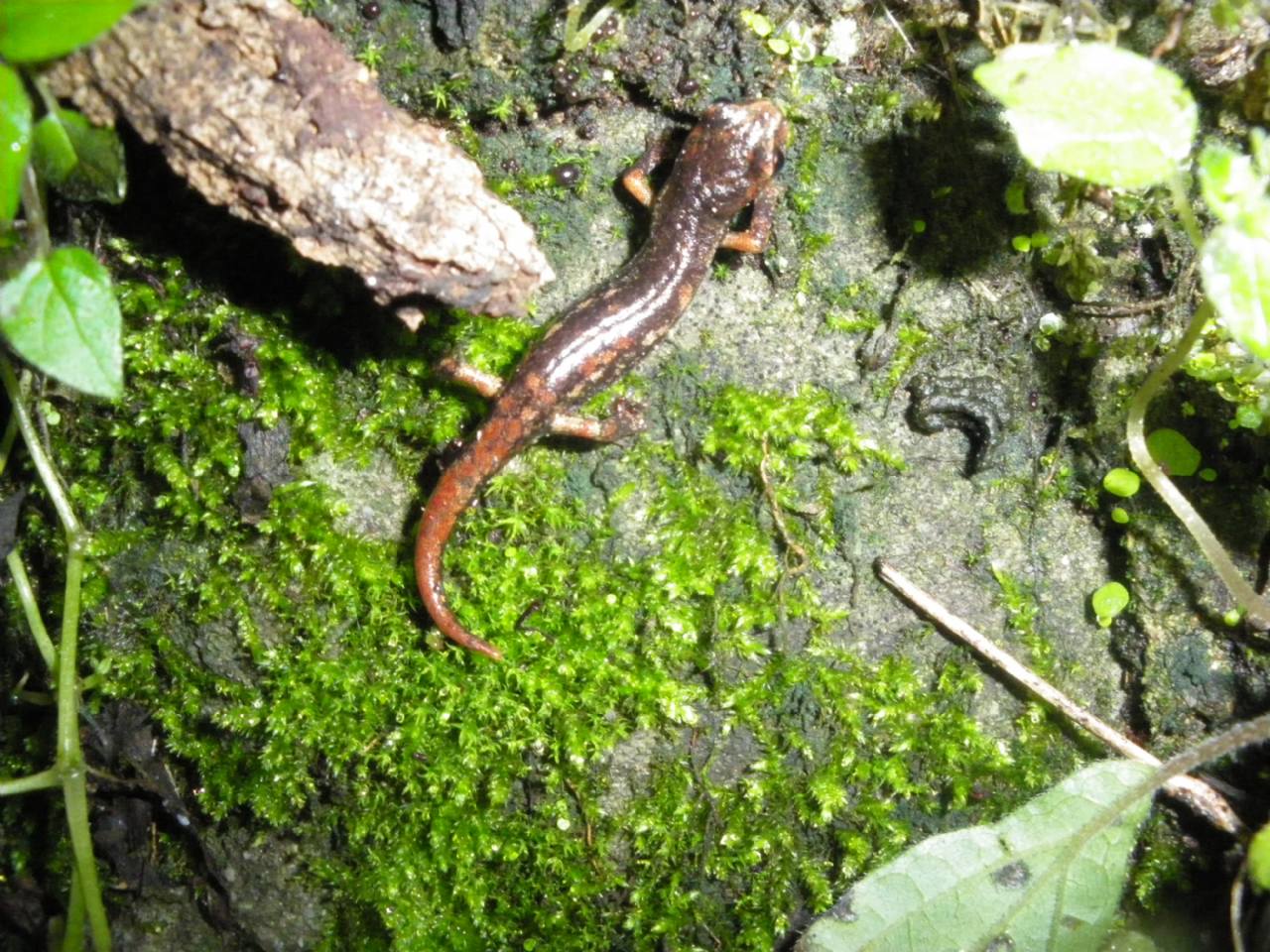 geotritoni - Hydromantes italicus