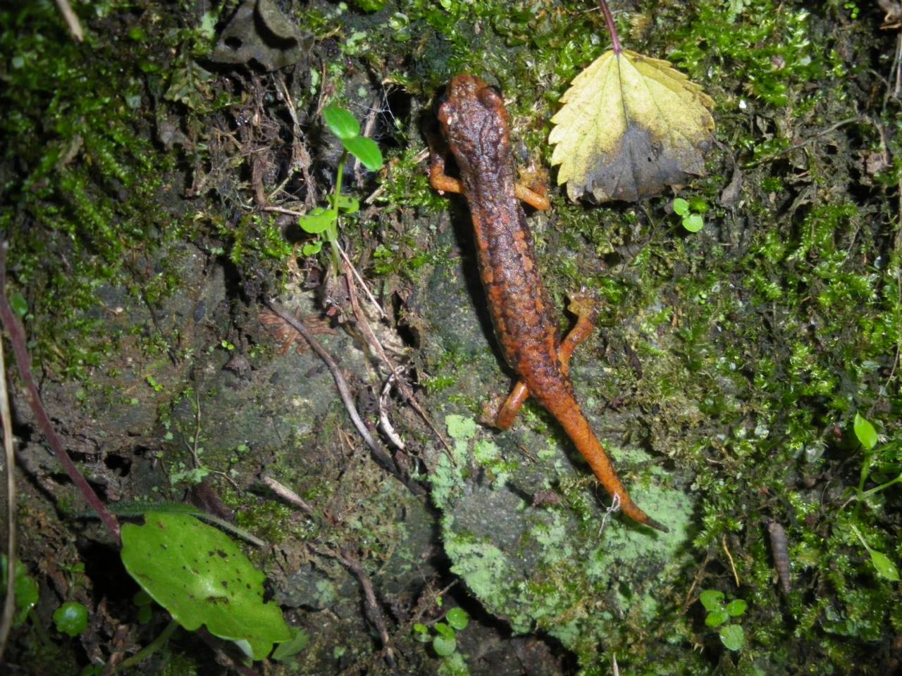 geotritoni - Hydromantes italicus