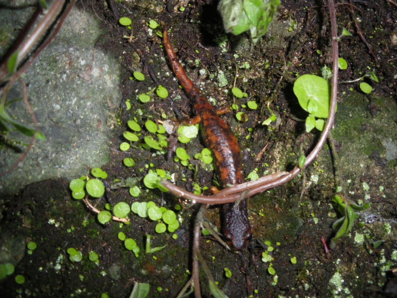 geotritoni - Hydromantes italicus