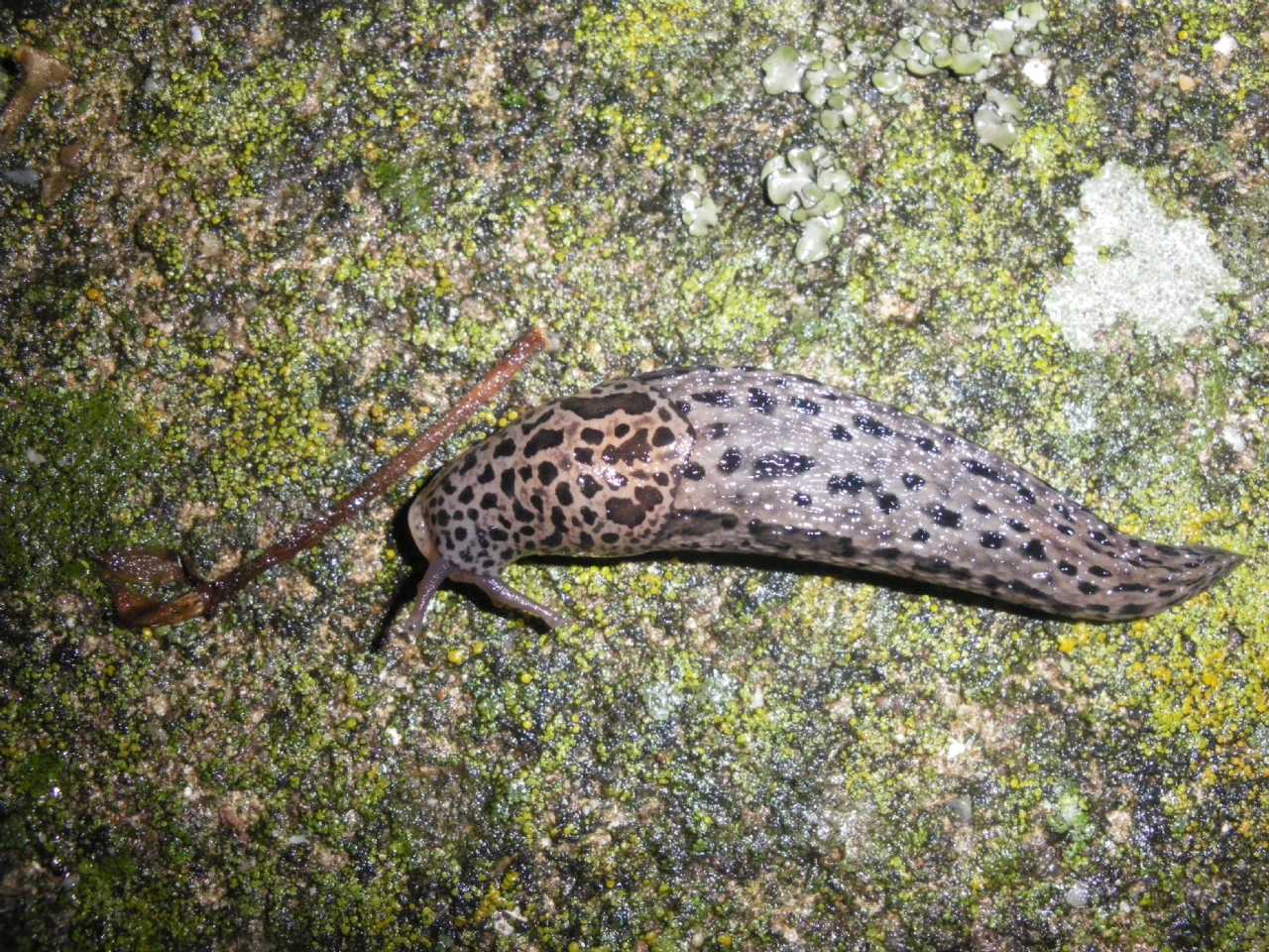 Limax maximus pistoiese