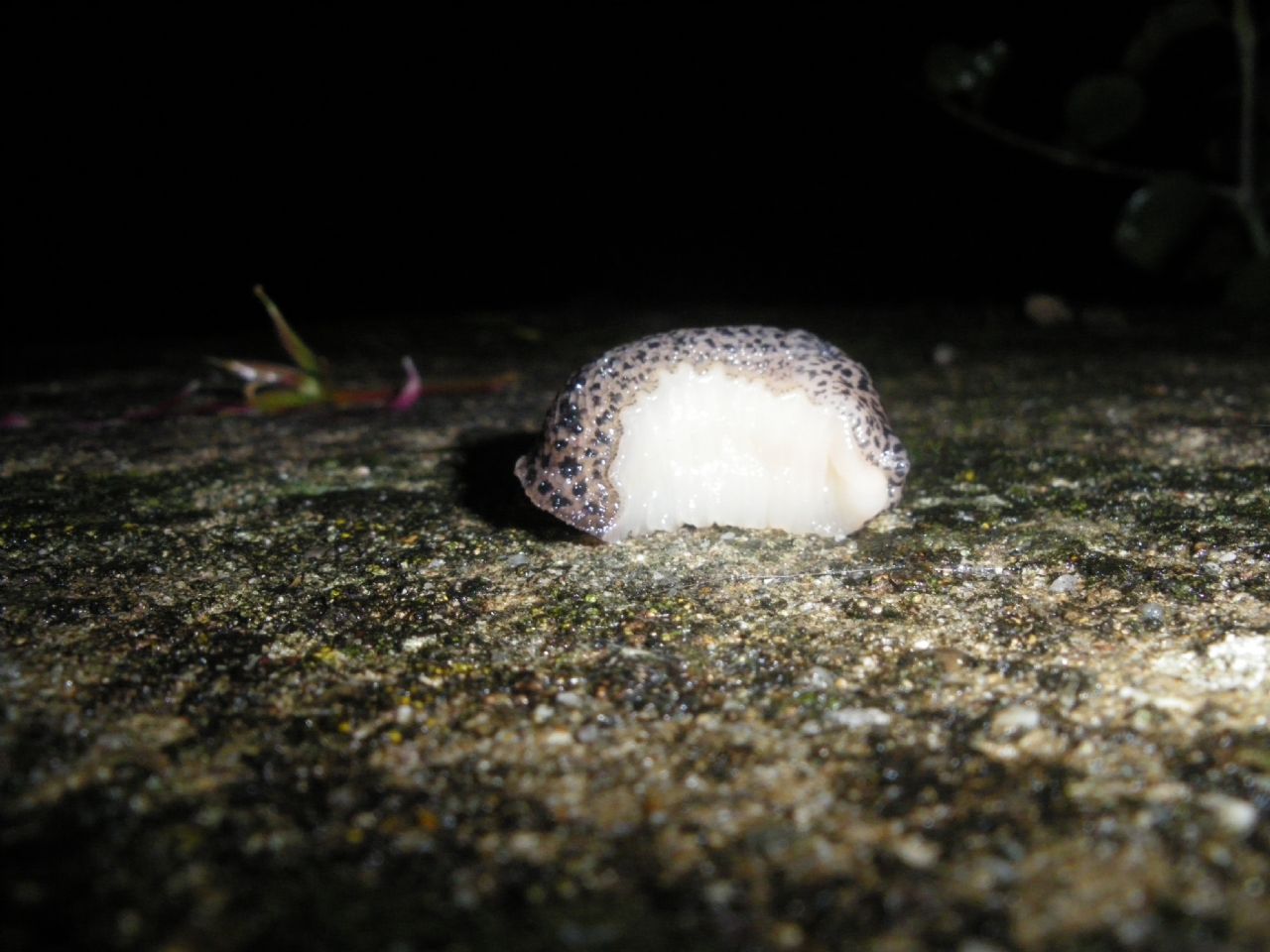 Limax maximus pistoiese