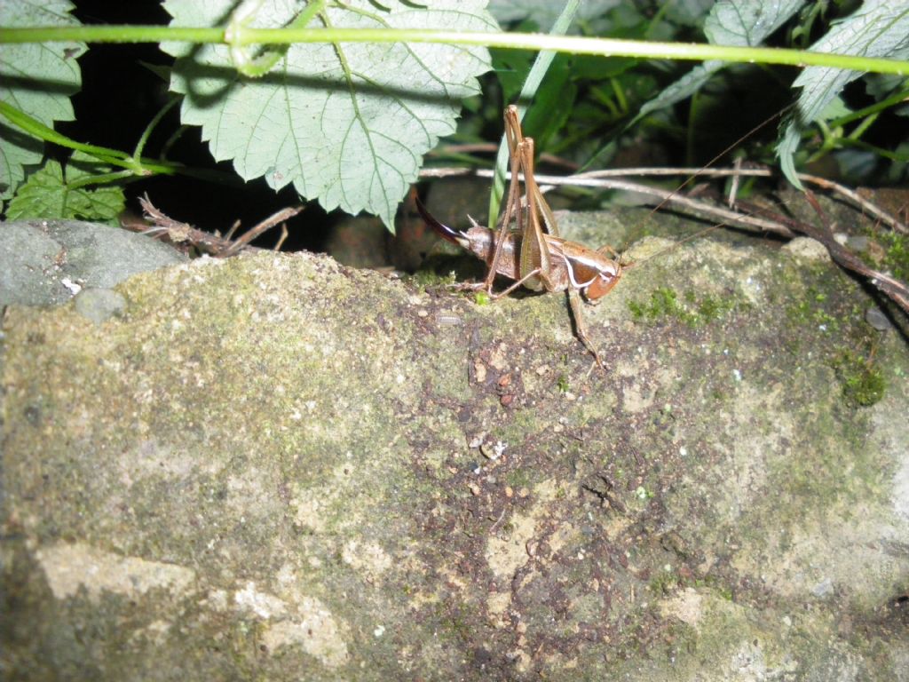 cavalletta da id 2