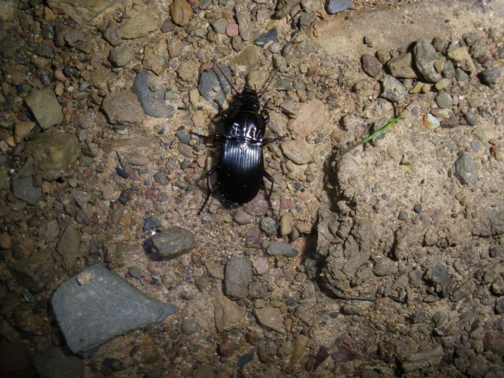carabide da id 2: Abax parallelepipedus curtulus