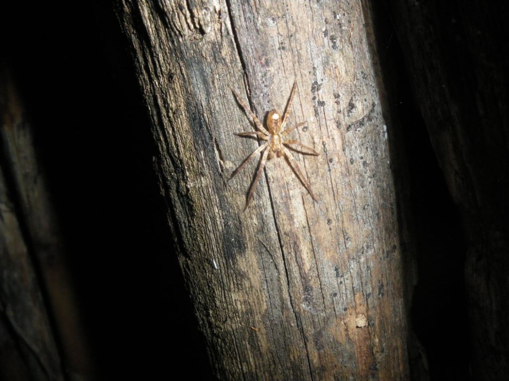 Maschio di Anyphaena sp. - Pistoia (PT)