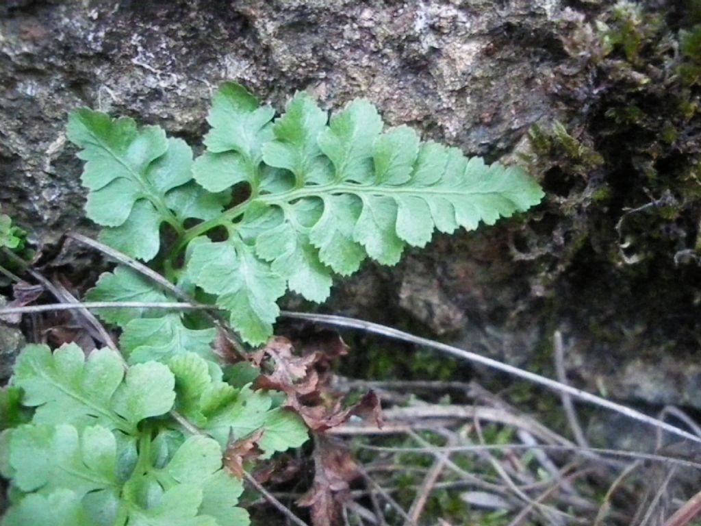 felce da id - Asplenium sp.