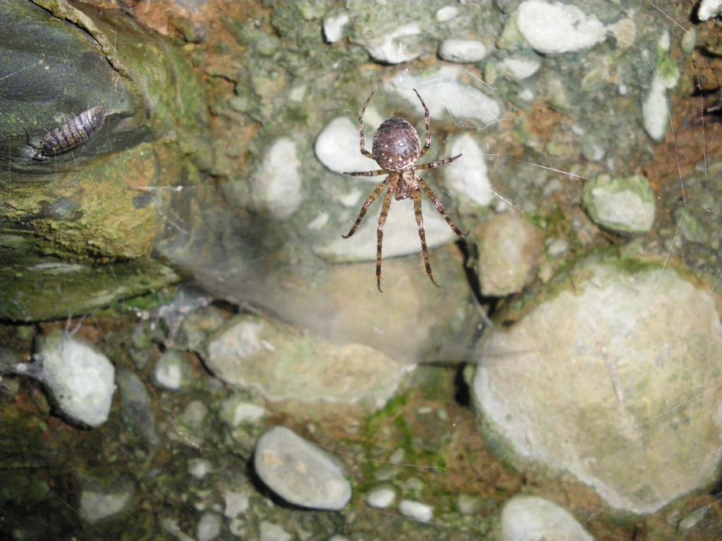 Metellina merianae - Pistoia (PT)