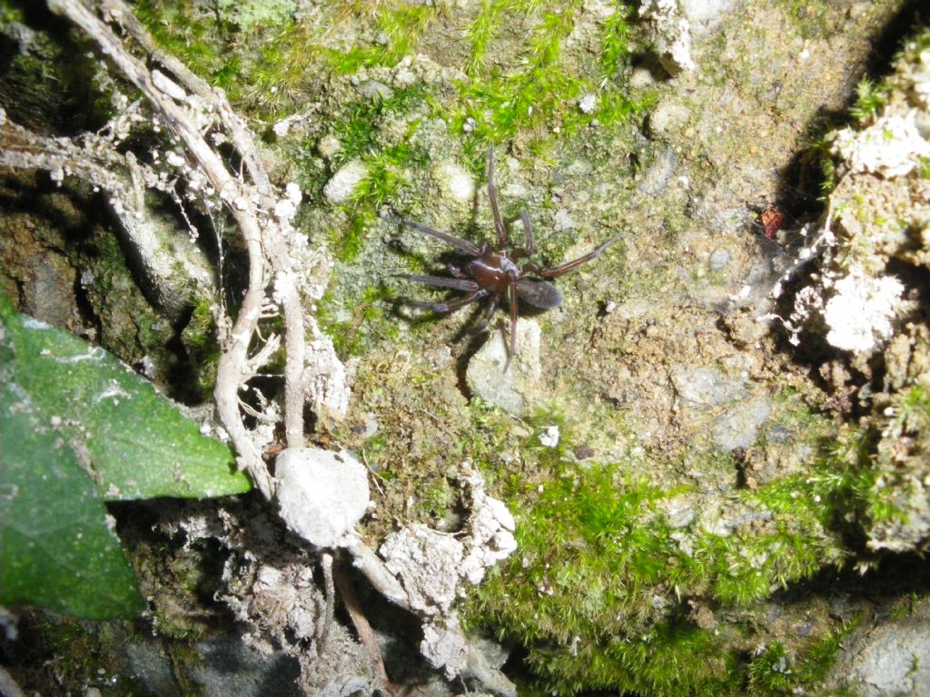 Amaurobius sp. - Pistoia (PT)