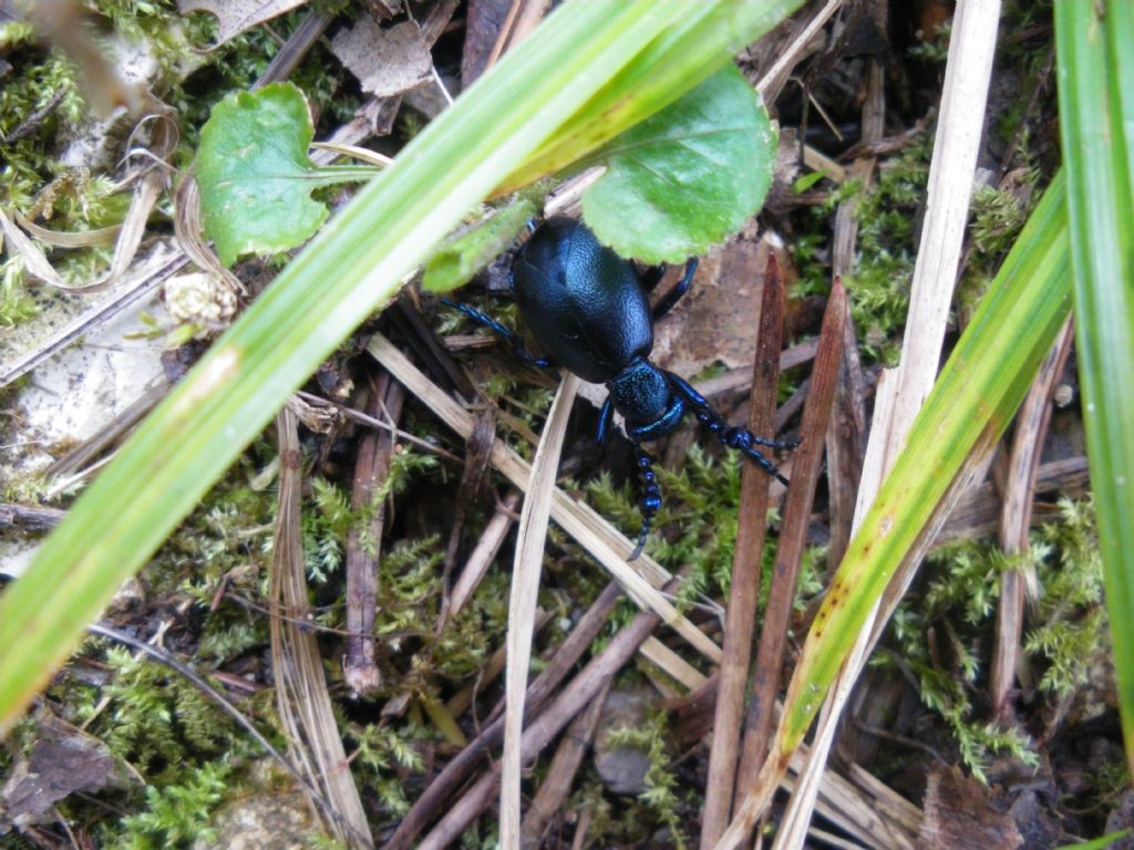 Meloe violaceus
